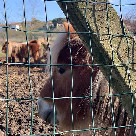 Podere La Ceppa1 Sinalunga