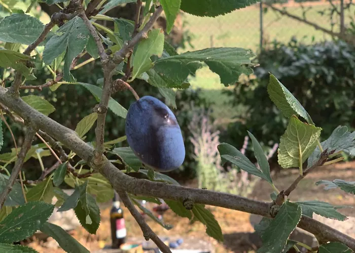 Podere La Ceppa1 Apartmanhotel